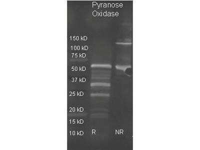Western Blot: Acetylcholinesterase/ACHE Antibody [Biotin] [NBP1-77709] - Goat anti Pyranose Oxidase antibody was used to detect pyranose oxidase under reducing (R) and non-reducing (NR) conditions. Reduced samples of purified target proteins contained 4% BME and were boiled for 5 minutes. Samples of ~1ug of protein per lane were run by SDS-PAGE. Protein was transferred to nitrocellulose and probed with 1:3000 dilution of primary antibody. Detection shown was using Dylight 488 conjugated Donkey anti goat 1:10K in TBS 1 hr RT.